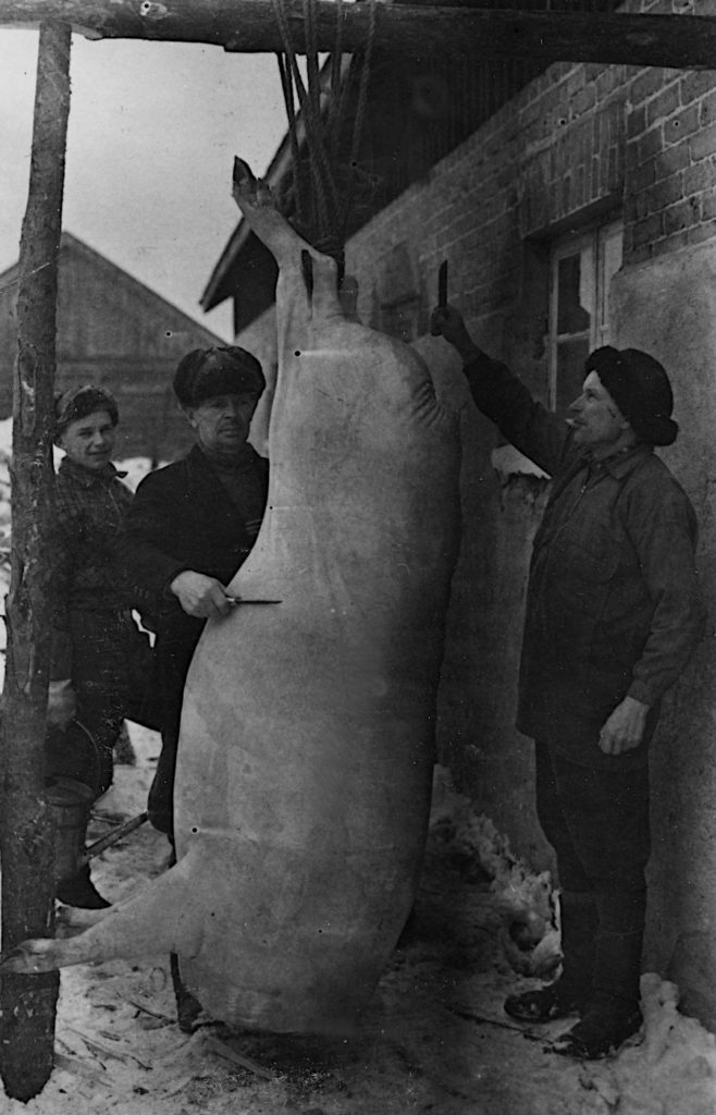 Sian (295 kg) teurastus v.1948 Loukunvaaran tarkkosessa