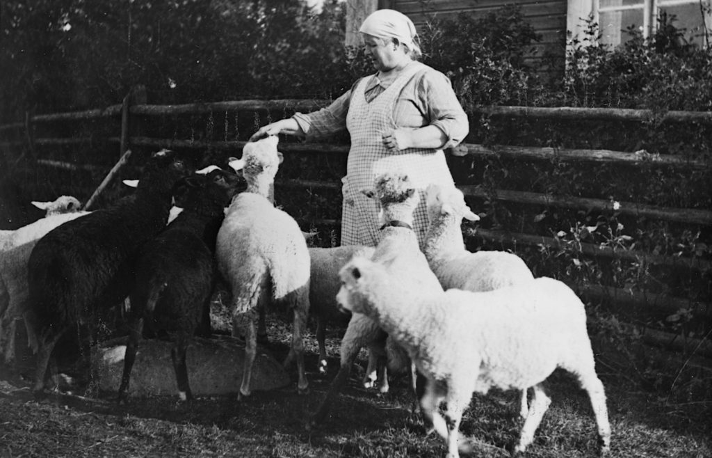 Hanna Tarkkonen ”palottelee” lampaitaan v. 1941